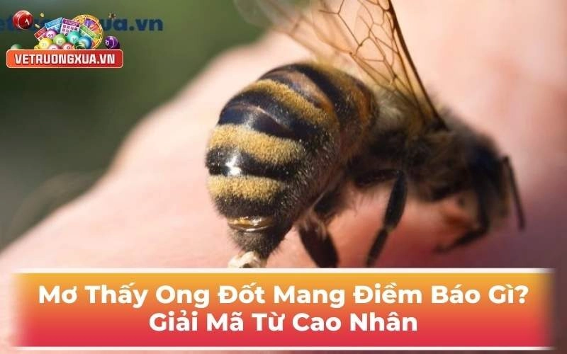 Mơ Thấy Ong Đốt Điềm Báo Gì? Giải Mã Từ Cao Nhân