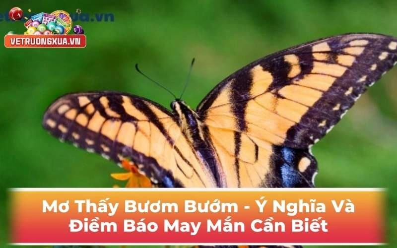 Mơ Thấy Bướm Bướm - Ý Nghĩa Và Điềm Báo May Mắn Cần Biết