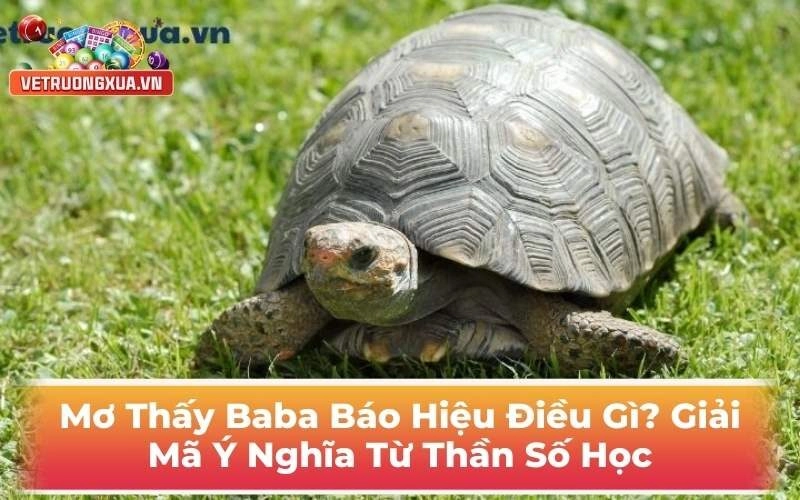 Mơ Thấy Baba Báo Hiệu Điều Gì? Giải Mã Ý Nghĩa Từ Thần Số Học
