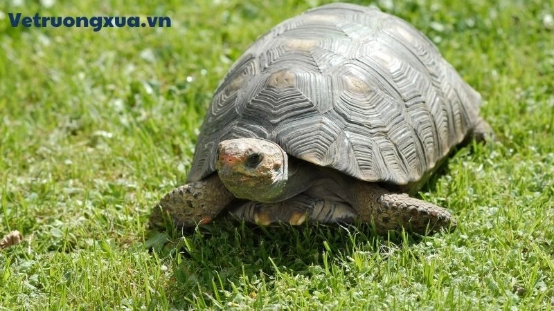 Mơ Thấy Baba Báo Hiệu Điều Gì? Giải Mã Ý Nghĩa Từ Thần Số Học